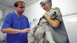 Под Ростовом врачи прооперировали собаку с металлической трубой в голове