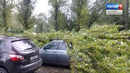 В Петербурге шторм повалил 42 дерева, автолюбители подсчитывают ущерб от разбитых машин